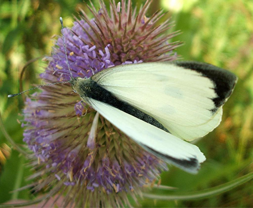 motyl w życiu codziennym