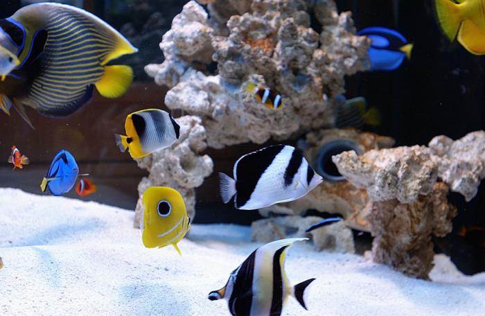 akvarijske ribe