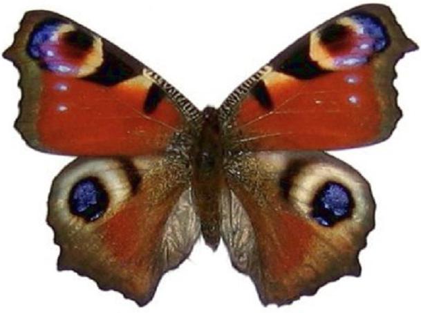 metulj s pavom