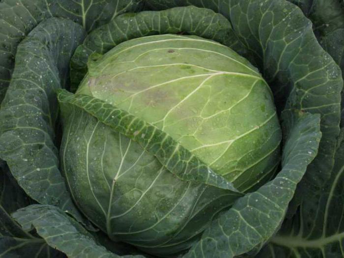 Cabbage Megaton f1 Descrizione