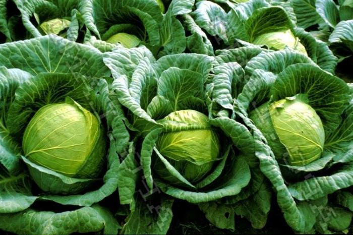 Cabbage Megaton f1 opinii