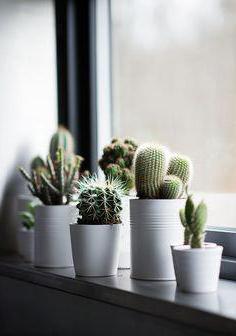 Kaktusi v hiši so dobri ali slabi pregledi