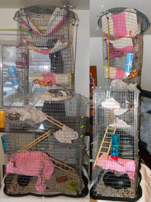 kako napraviti kavez za štakora