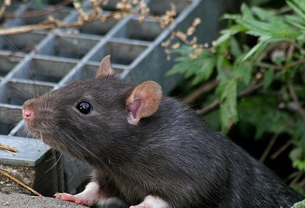 velikost kletke za podgane