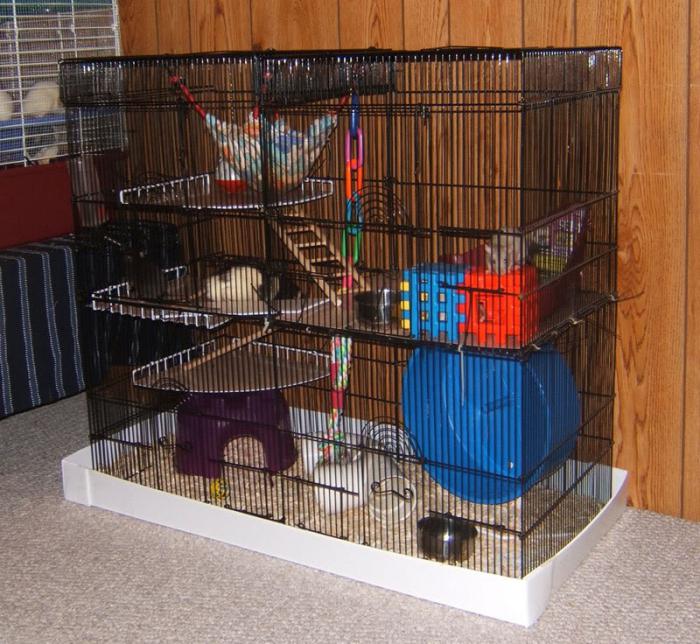 kako napraviti kavez za štakora to učiniti sami