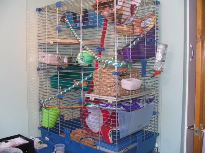 kako opremiti kavez za štakora
