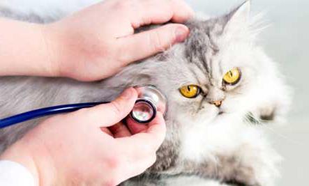 Calcivirosis u kotów leczonych