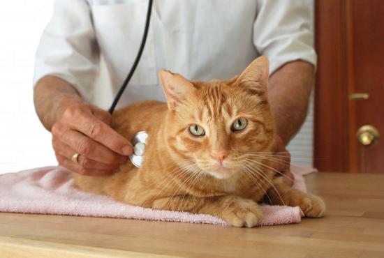 Calcivirosis u kotów jest niebezpieczny dla ludzi.