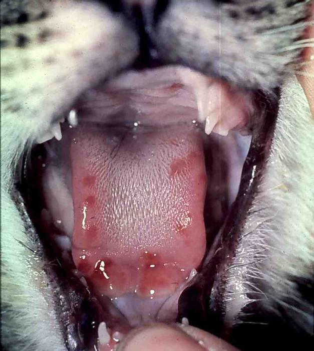 Calcivirosis при домашно лечение на котки