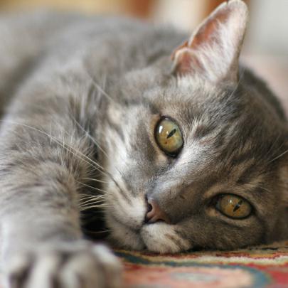 как да се лекува калцивироза при котки