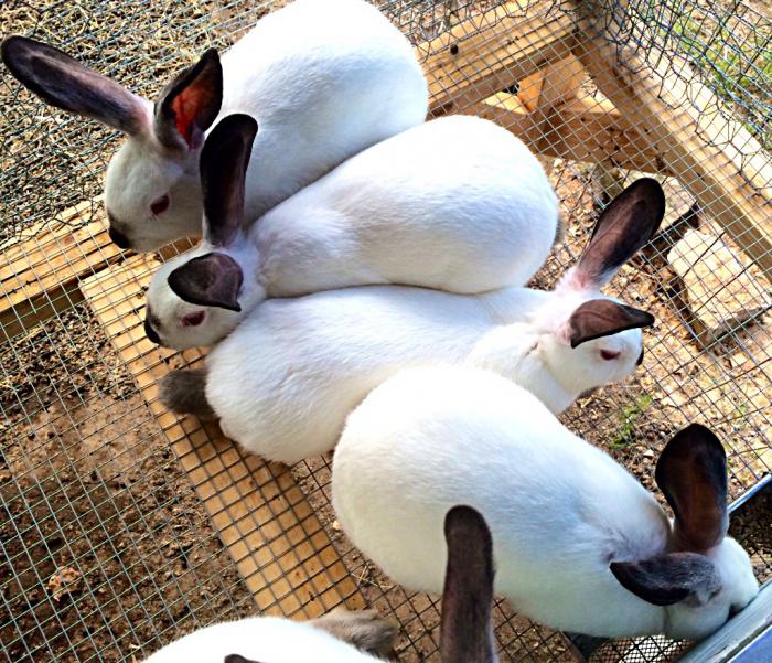 Allevamento di conigli californiani
