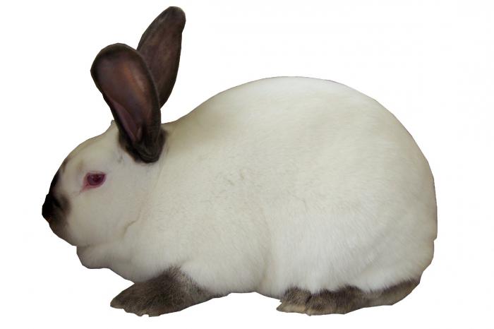Kalifornská hmotnost králíka