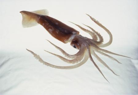 přínosu a poškození chobotnice