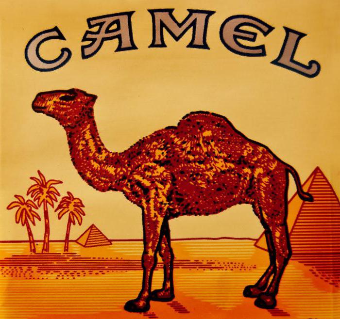 sigarette di cammello