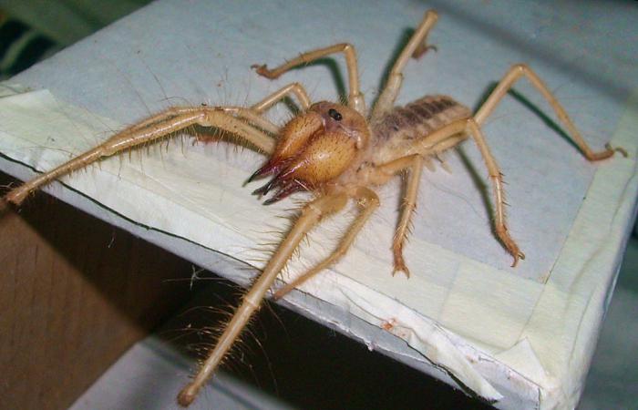 pavoučí život v přírodě