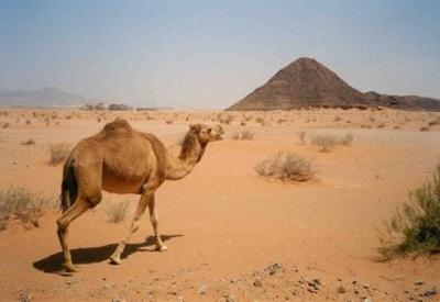 пустињске животиње