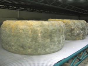 formaggio camembert