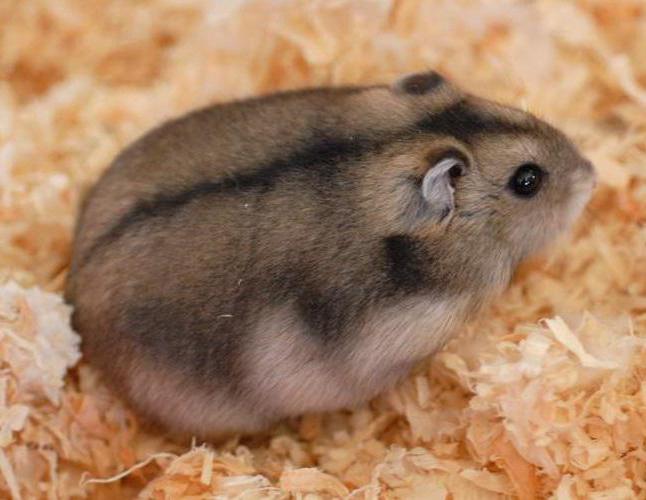campbell hamster chov
