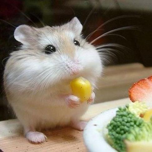 lahko hamsters lubenico
