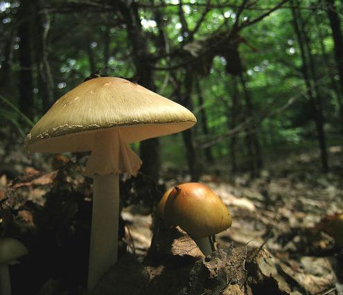 Da li je moguće da doje majka gljiva gljiva