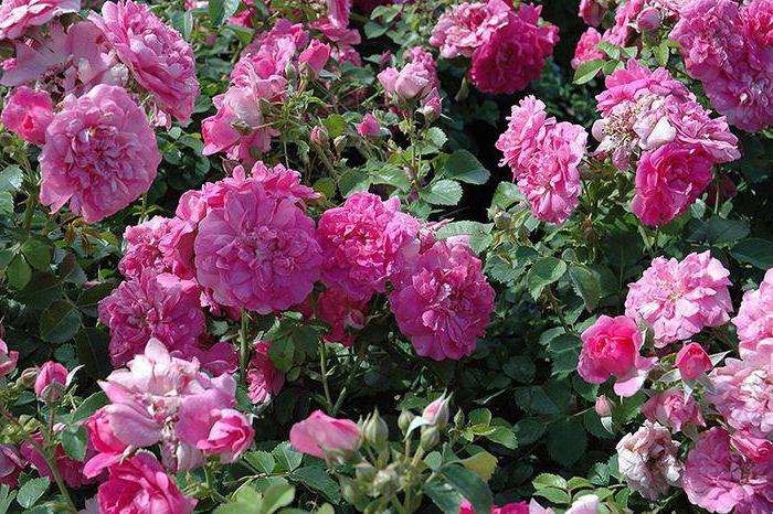 Kanadski vrt Rose
