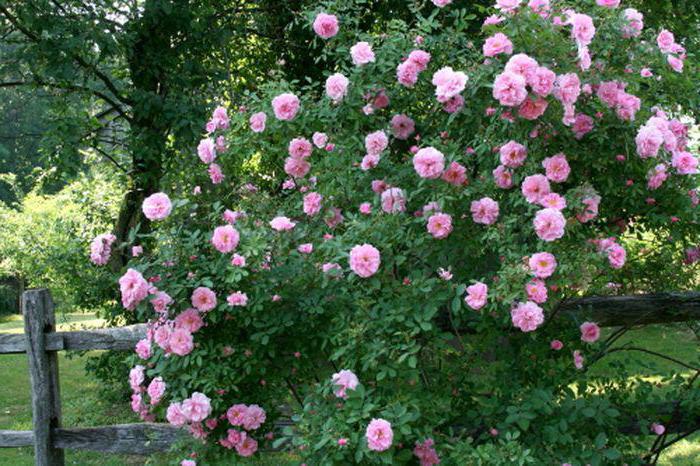 Foto di varietà di rose canadesi