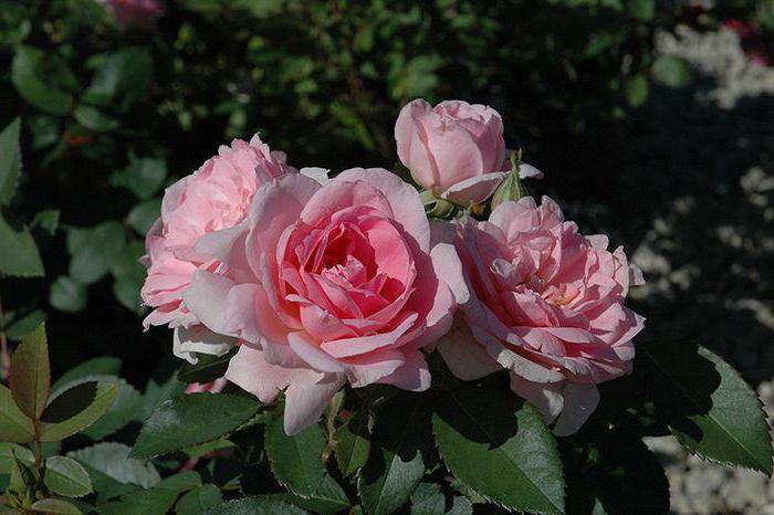 Розово канадско описание на сорта