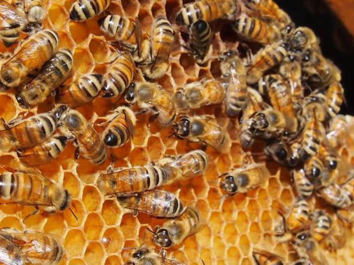 Candy pro včely recept s přísadami