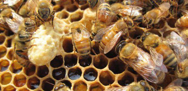 ricetta per le api che alimentano i candi