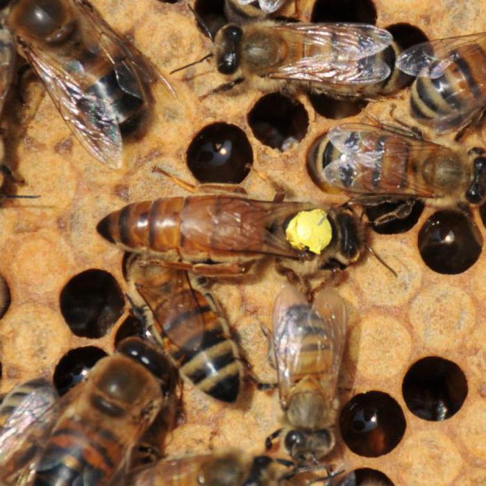 przepis kandi na karmienie pszczół
