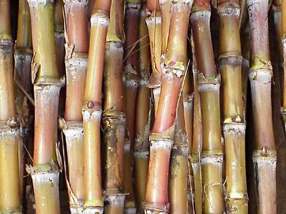 полза от захарна тръстика