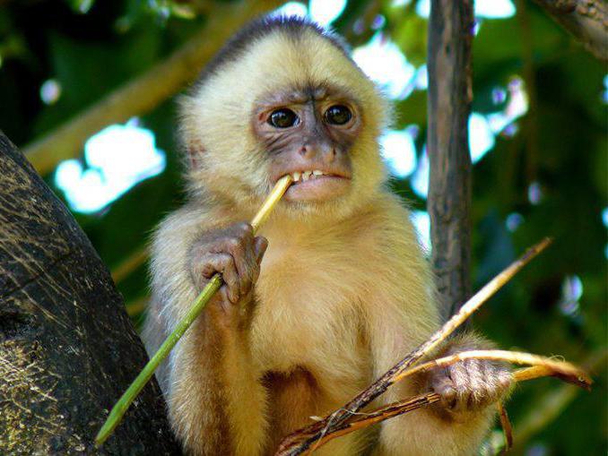 capuchin opic