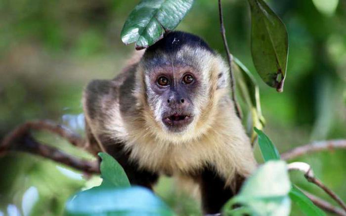 Kapucinski rod majmuna