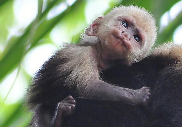 kjer živijo kapucinski opici