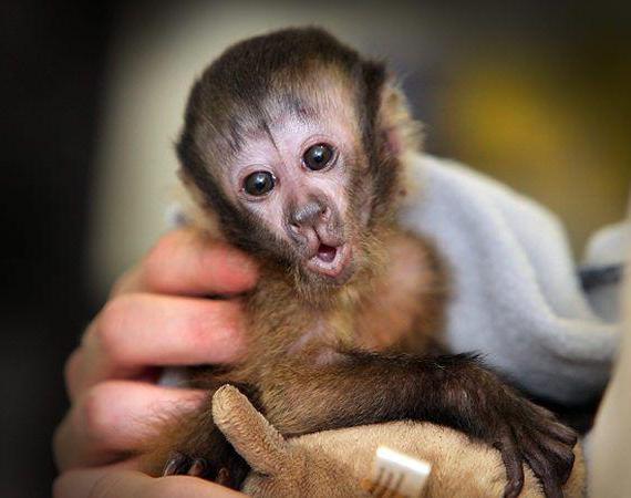 Capuchin Opice Popis