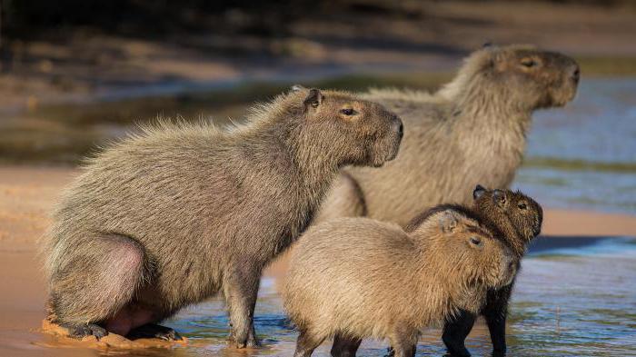 capybara živali