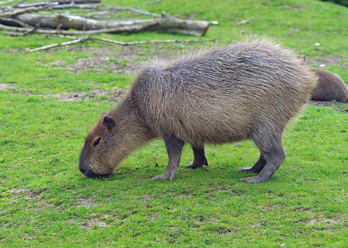 največji glodavcev capybara