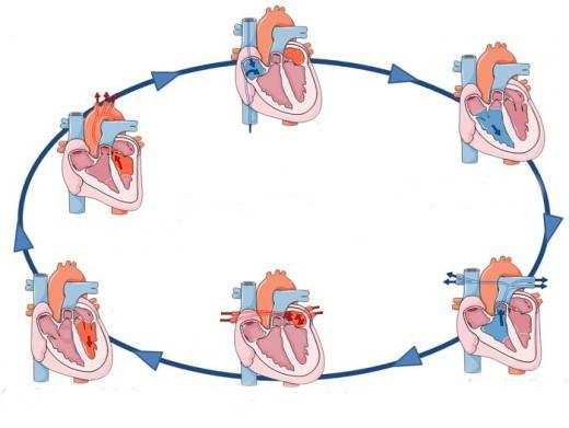 циклус срца
