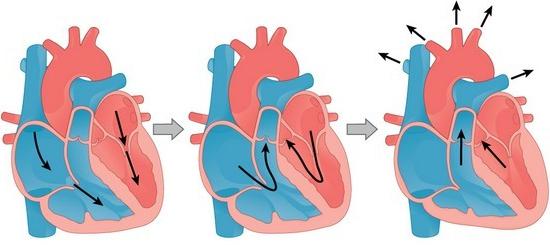 srdečního cyklu a jeho fází