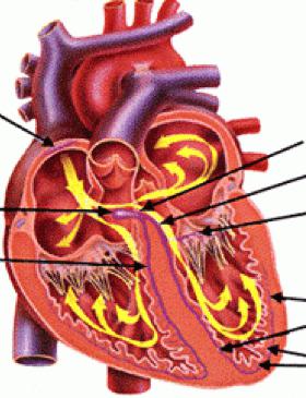 ciclo cardiaco
