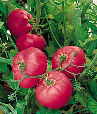Kardynał odmiany pomidora