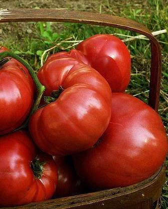 Tomato kardinal Mazarini