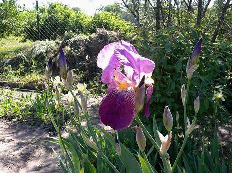 perché non fiorire iris