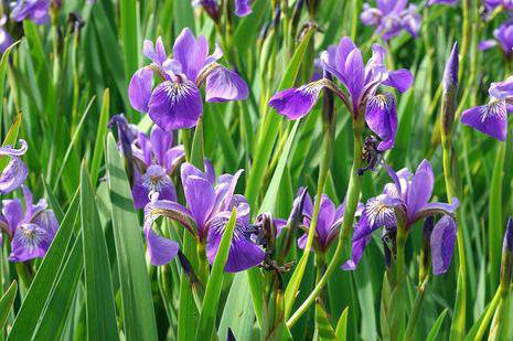 perché non fioriscono le iris siberiane