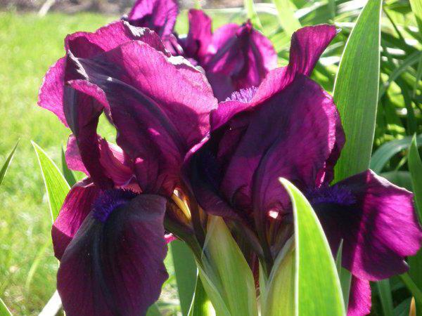 perché l'iris bulboso non fiorisce