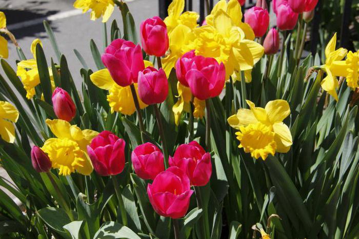 cura dei tulipani dopo la fioritura