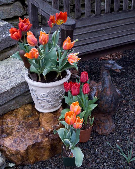 dbać o tulipany po kwitnieniu w doniczce