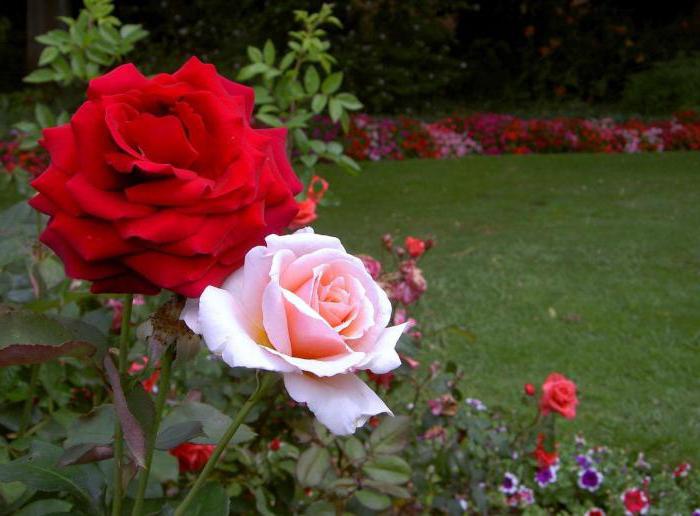 letnia opatrunek do pielęgnacji róż