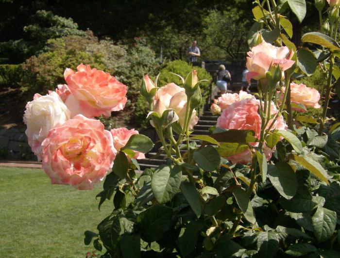 péče o zahradní růže v létě