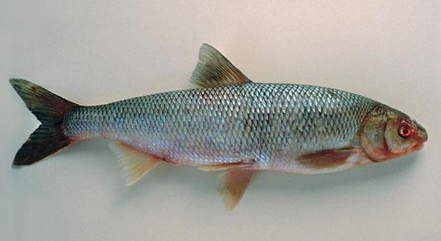 опис рибе шарана